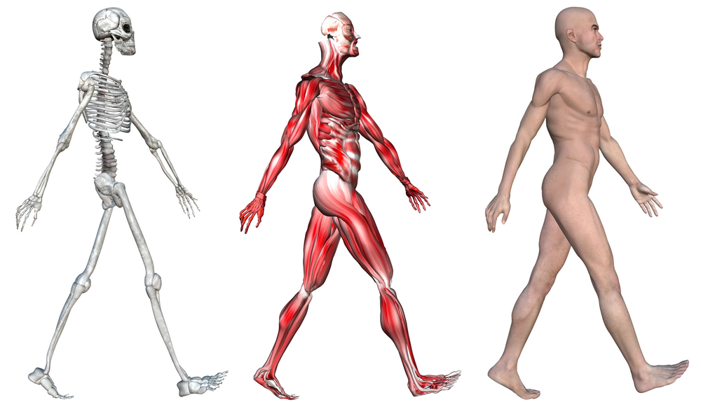 anatomie, fysiologie en trainingsleer